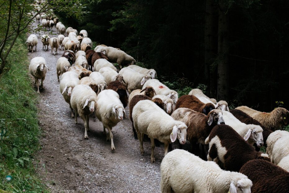 herd of sheep on dirt road during daytime